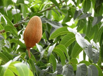 Махагони Махагони