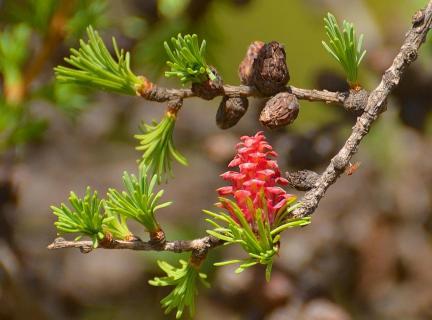 Лиственница Лиственница