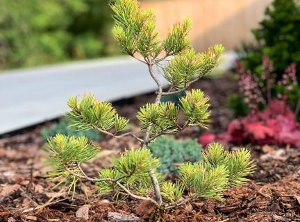 Ангарская сосна Ангарская сосна