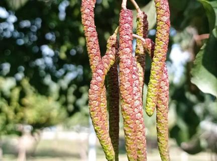 Ольха Ольха