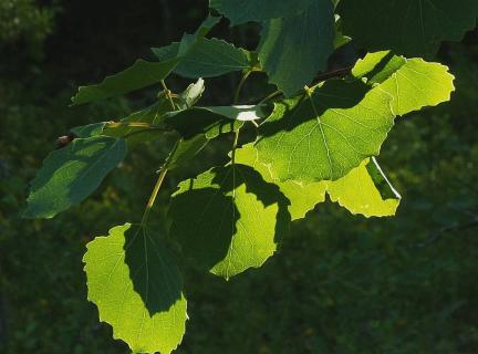 Осина Осина