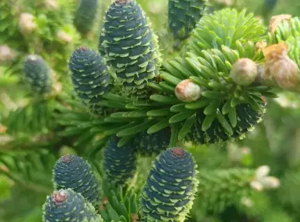 Пихта Пихта