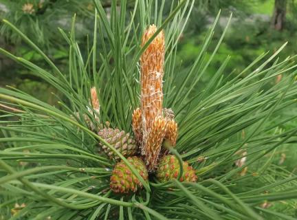 Сосна, Ель Сосна, Ель