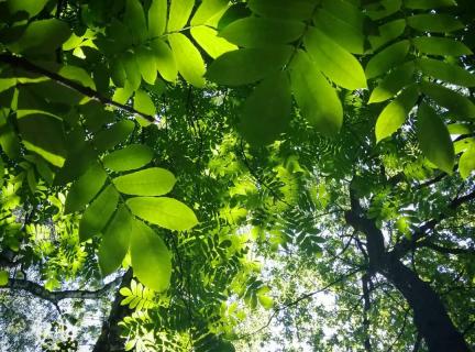 Ясень Ясень